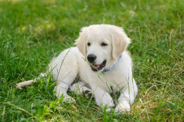 Ön planda sevimli köpek yavrusu