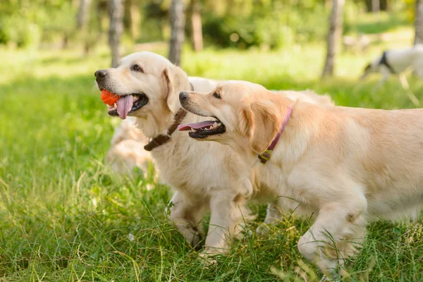 Playful dogs during their walk — Stock Photo, Image