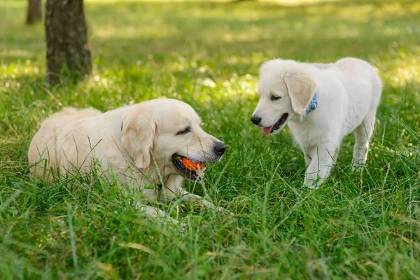 Little puppy with his mother — Stock Photo, Image