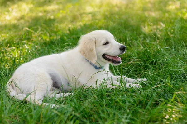 可爱的金猎犬小狗 — 图库照片