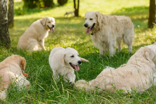 Ormanın içinde harika köpekler — Stok fotoğraf