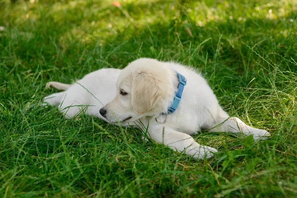 İçinde köpek yavrusu yakın çekim — Stok fotoğraf