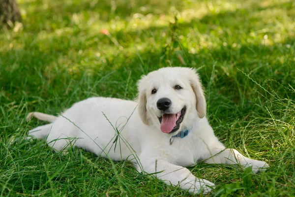 An adorable puppy in nature — Stock Photo, Image