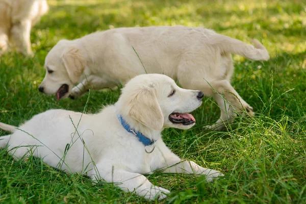 Playful puppies in the forest — Stock Photo, Image