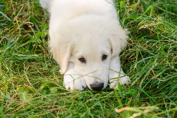 Sad lovely little dog