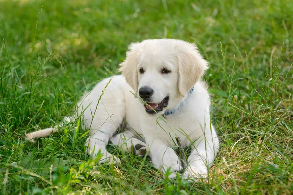 Lovely puppy in the foreground — Stock Photo, Image