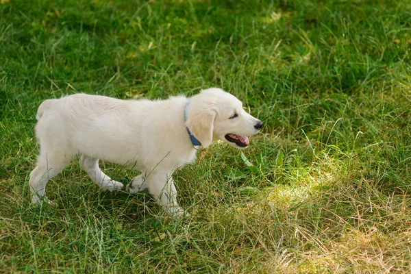 Adorable Puppy Discovers World Very Curious Eyes Little Dog Wanders — Stock Photo, Image