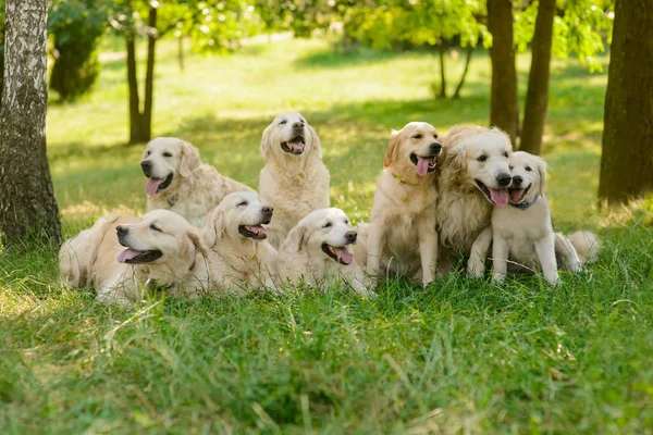 Köpeklerin büyük aile — Stok fotoğraf