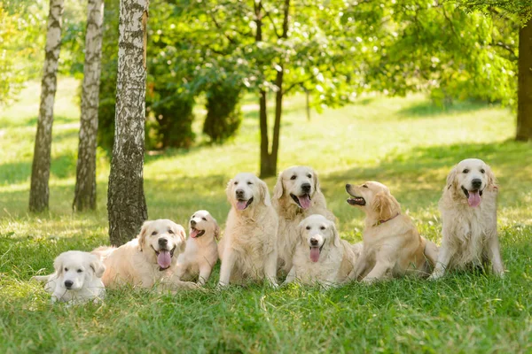 Köpeklerin uzun ham — Stok fotoğraf