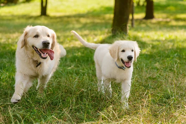 İki köpek Çalıştır — Stok fotoğraf