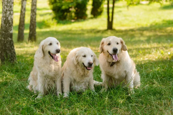 Three dogs in the forest — Stock Photo, Image