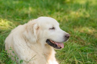 Çok güzel bir golden retriever