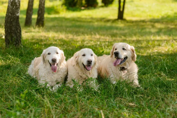 Three friends lie together — Stock Photo, Image