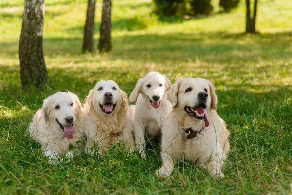 Köpeklerin mutlu bir aile — Stok fotoğraf