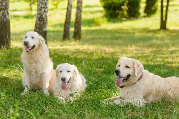 Faithful friends of a human — Stock Photo, Image