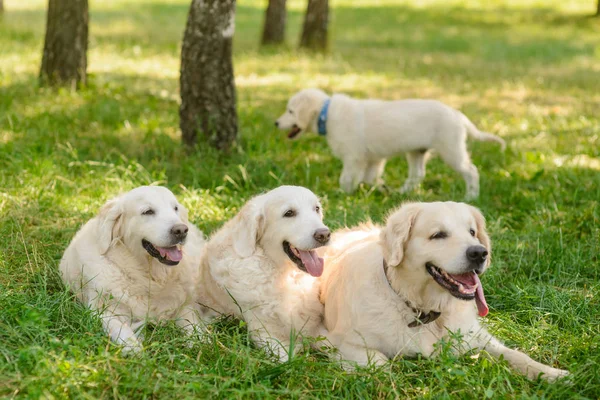 Three dogs love nature — Stock Photo, Image