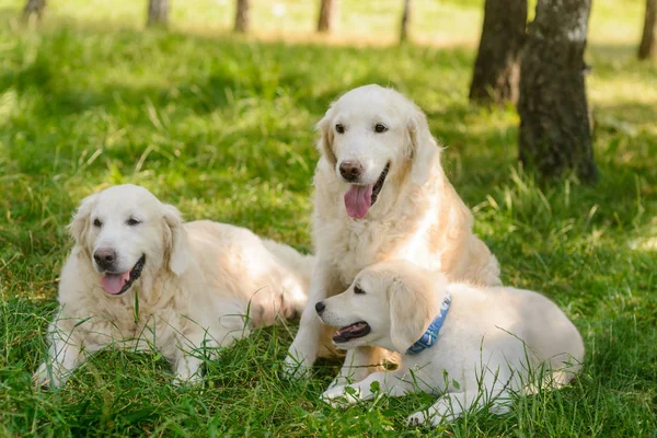 Üç köpek geri kalanı — Stok fotoğraf