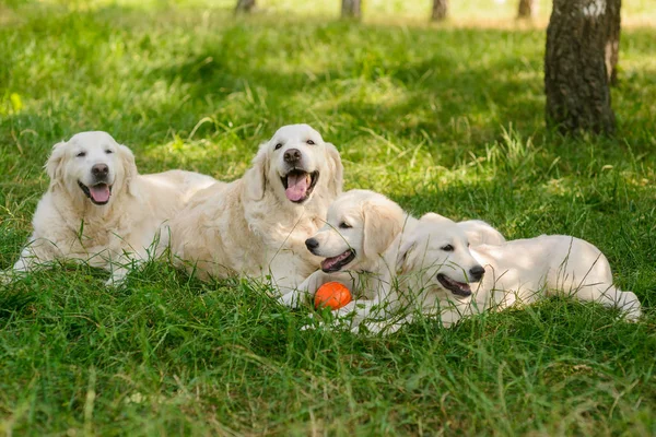 Cães satisfeitos após o jogo — Fotografia de Stock