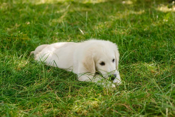 Sevimli köpek yavrusu çim — Stok fotoğraf