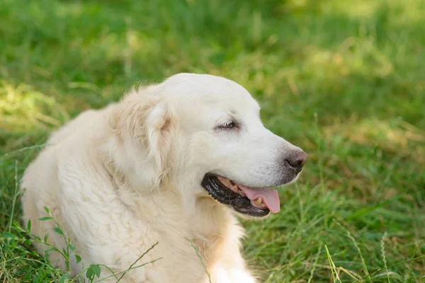 An adorable golden retriever — Stock Photo, Image