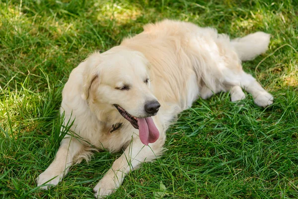 The greatness of a golden retriever — Stock Photo, Image