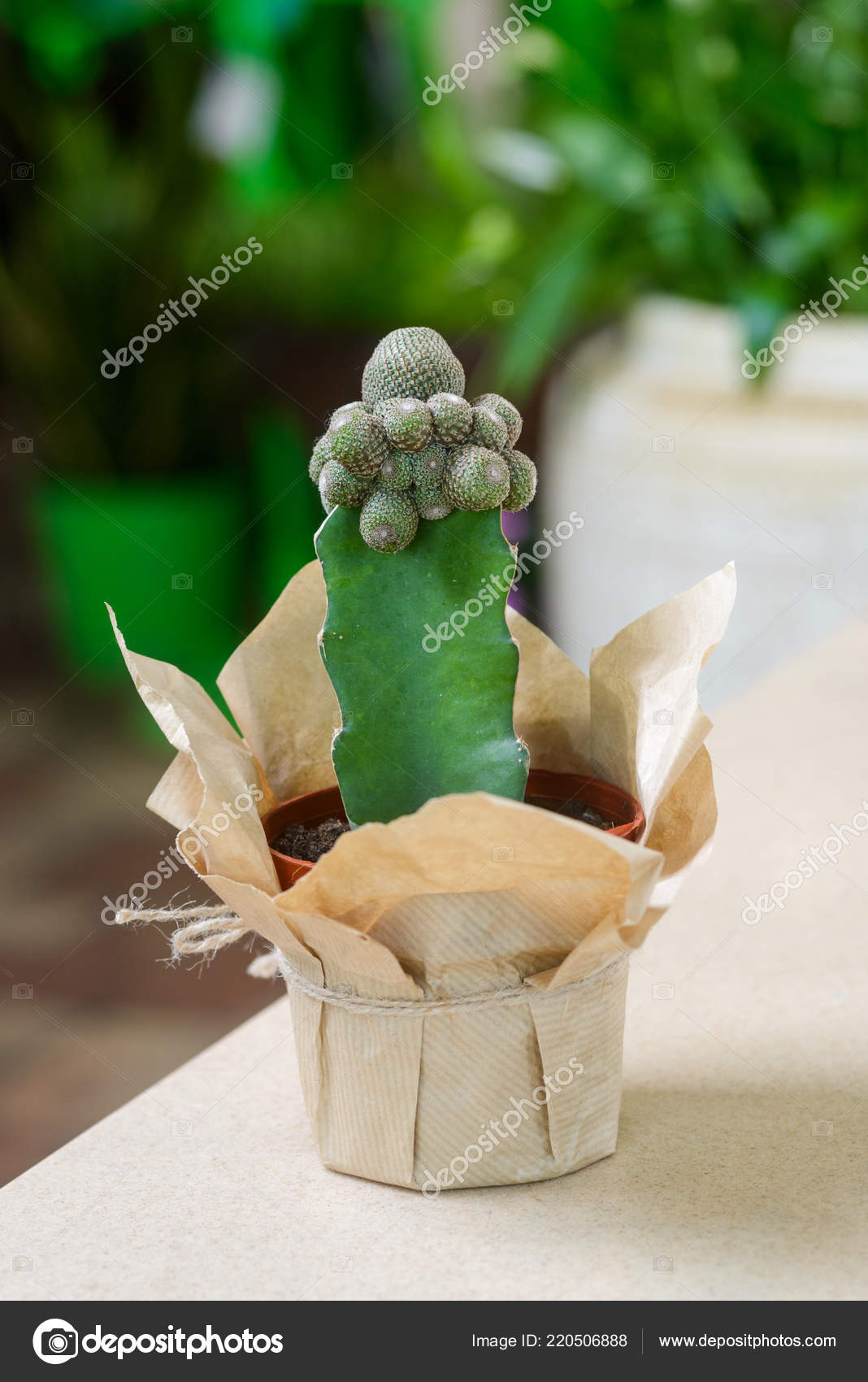 Mini Cactus In Flower Shop Stock Photo C Ygphoto 220506888