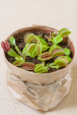 Tencerede birkaç Venüs flytraps