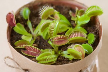 Tencerede birkaç Venüs flytraps