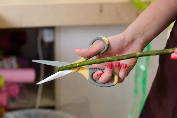 Cutting a stem of rose