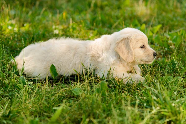 Cachorrinho de cabelo liso golden retriever — Fotografia de Stock