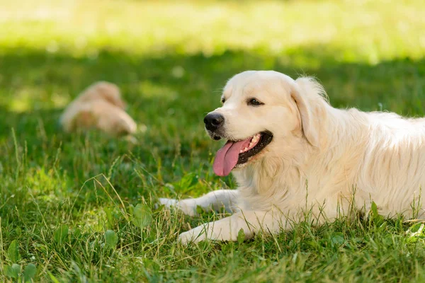 Golden retriever on grass — Stock Photo, Image