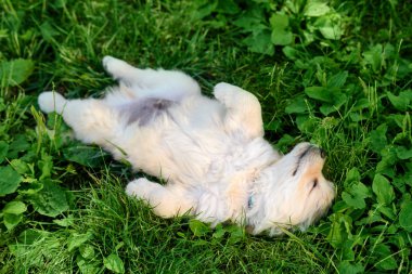Golden Retriever Yavrusu