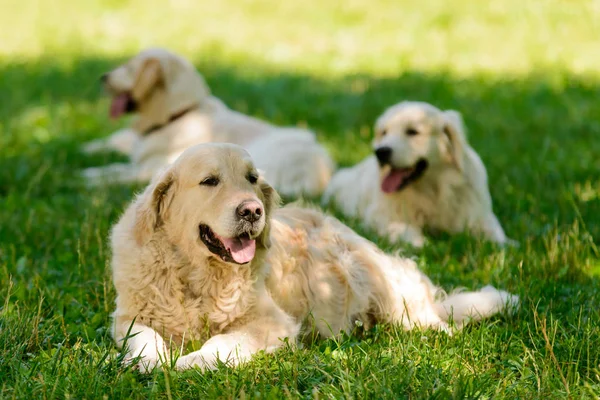 Golden retrievers resting on lawn — Stock Photo, Image