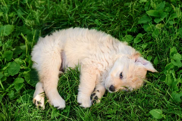 在草地上的金毛猎犬小狗 — 图库照片