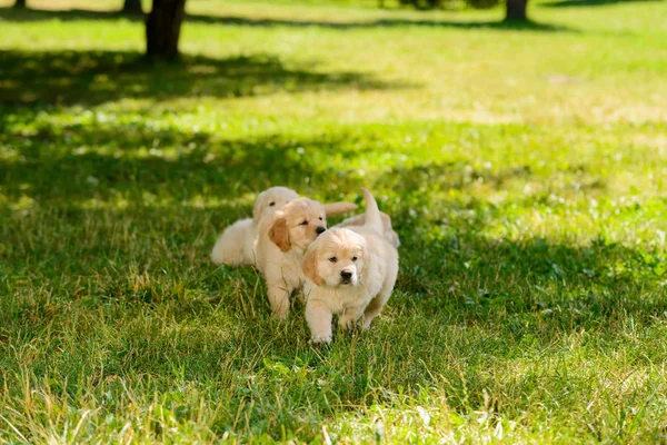 Üç golden retriever yavru — Stok fotoğraf