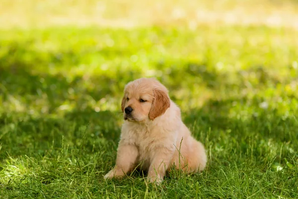 Belo filhote de cachorro golden retriever — Fotografia de Stock