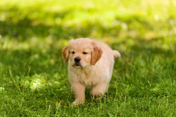 Morsom golden retriever hvalp - Stock-foto