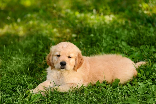 Sevimli golden retriever yavru — Stok fotoğraf