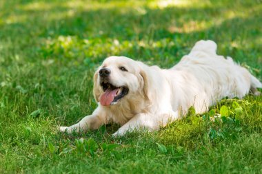 Köpek çayır üzerinde yatıyor