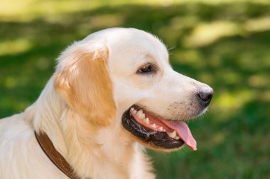Golden retriever köpek profil vurdu