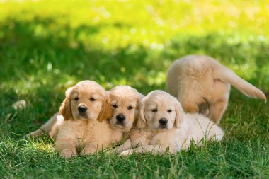 Güzel av köpeği yavrusu çayır üzerinde