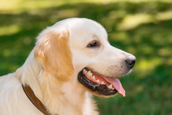 Golden retriever dog profile shot — Stock Photo, Image