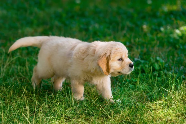 Маленький щенок ползает по лужайке — стоковое фото