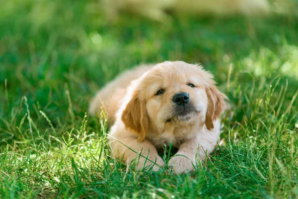 Golden retriever cachorro está poniendo —  Fotos de Stock