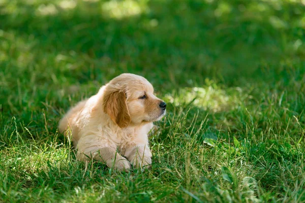 Cão jovem descansando no gramado — Fotografia de Stock