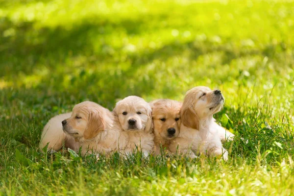 Quatro cachorros golden retriever — Fotografia de Stock