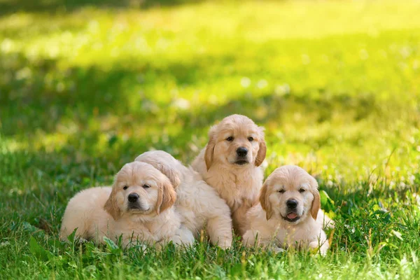 Sarılma dört retriever yavruları — Stok fotoğraf