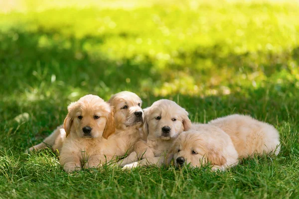 Симпатичные светловолосые щенки на траве — стоковое фото