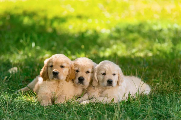 Trio de jovens golden retrievers — Fotografia de Stock