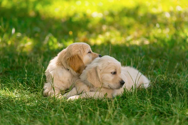 Casal de cachorros golden retriever — Fotografia de Stock